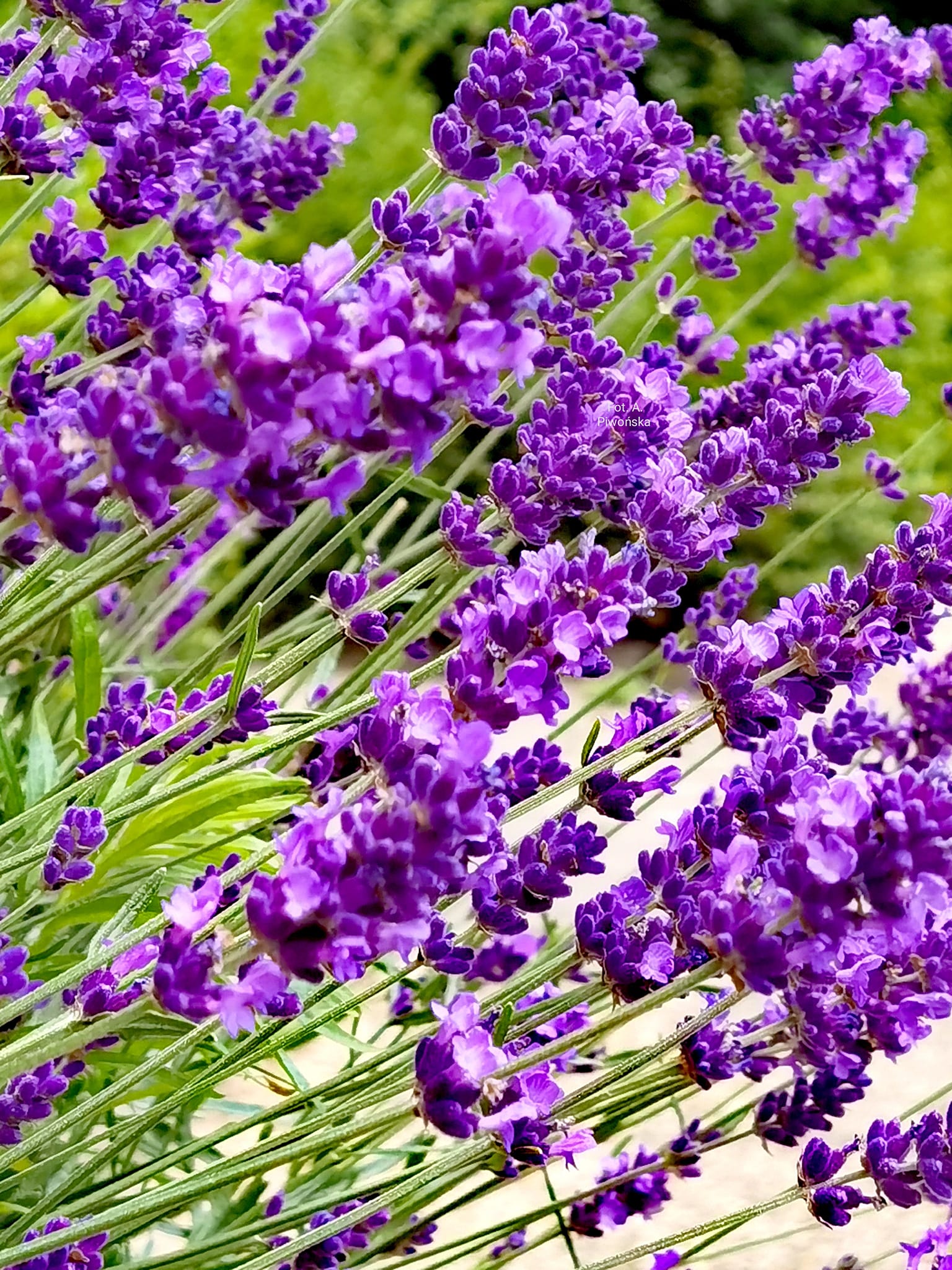 Lavendar Flower